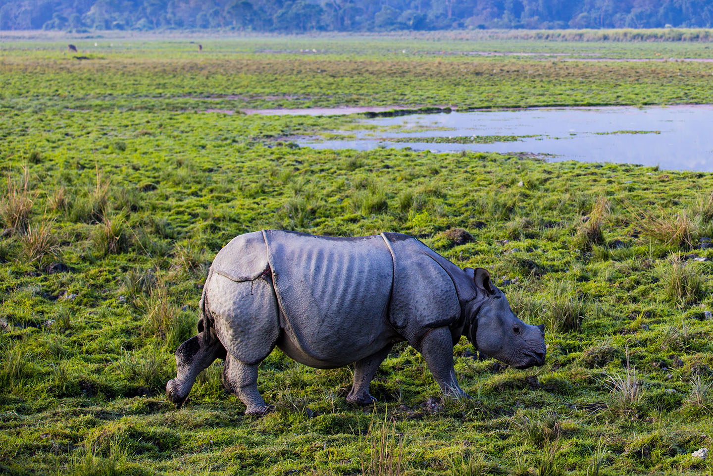 wildlife, animal, rhino pic, wildlife photography, wildlife sanctuaries, animal wallpaper