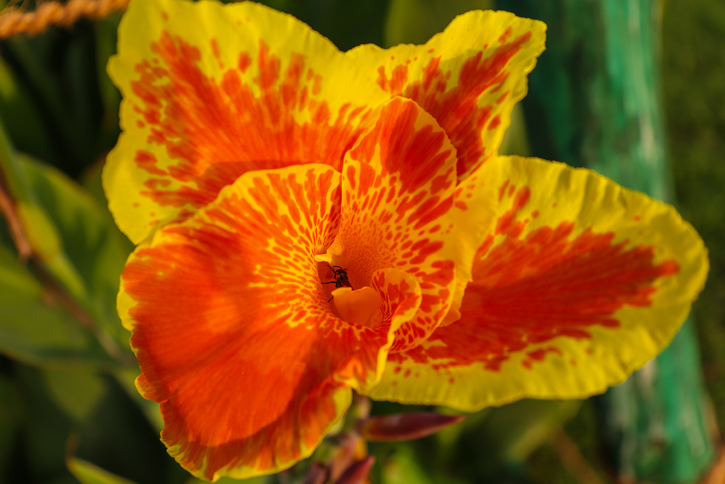 flower blossom, Flower, beautiful, Nature, Love