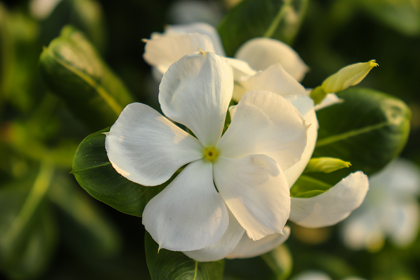 flower blossom, Flower, beautiful, Nature, Love